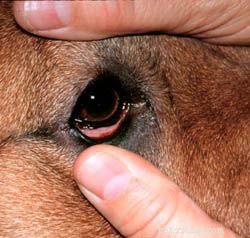 Comprehensive Guide to Preventing and Treating Dog Eye Infections – Evidence‑Based Tips