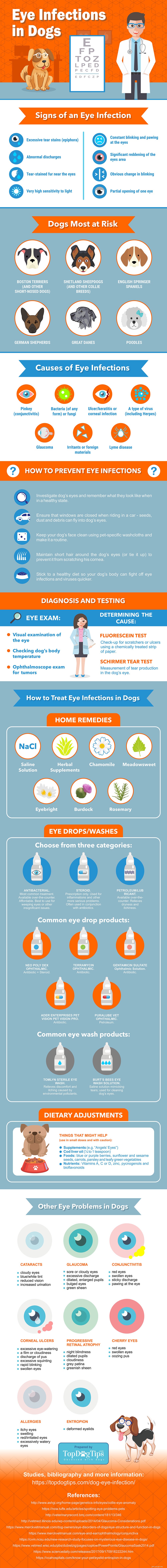 Comprehensive Guide to Preventing and Treating Dog Eye Infections – Evidence‑Based Tips