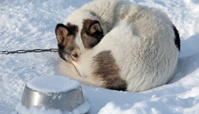17 Reasons to Keep Your Dog Inside During Winter