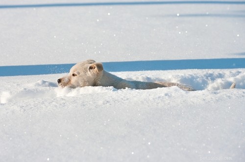 17 Reasons to Keep Your Dog Inside During Winter