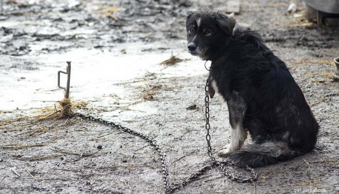 17 Reasons to Keep Your Dog Inside During Winter