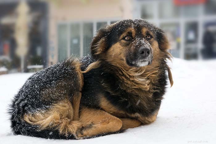 17 Reasons to Keep Your Dog Inside During Winter