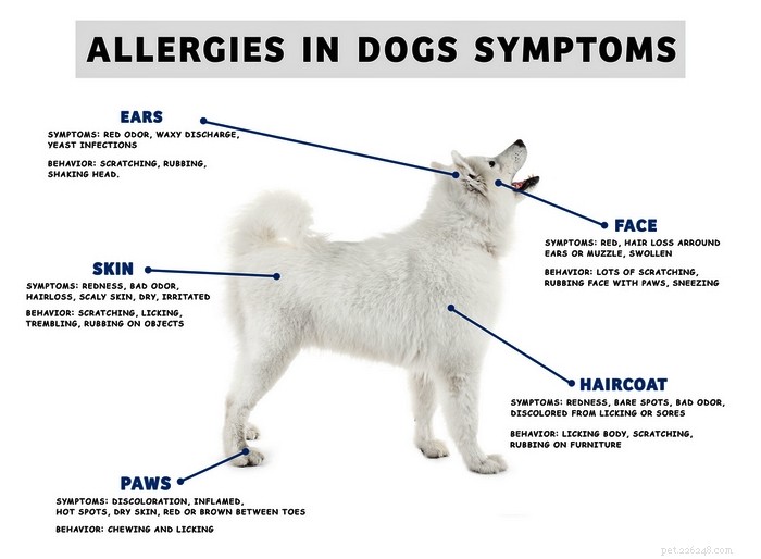 Managing Winter Allergies in Dogs: Symptoms, Causes, and Effective Treatments