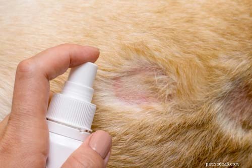 Managing Winter Allergies in Dogs: Symptoms, Causes, and Effective Treatments