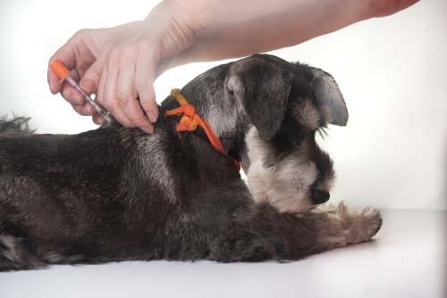 Managing Winter Allergies in Dogs: Symptoms, Causes, and Effective Treatments