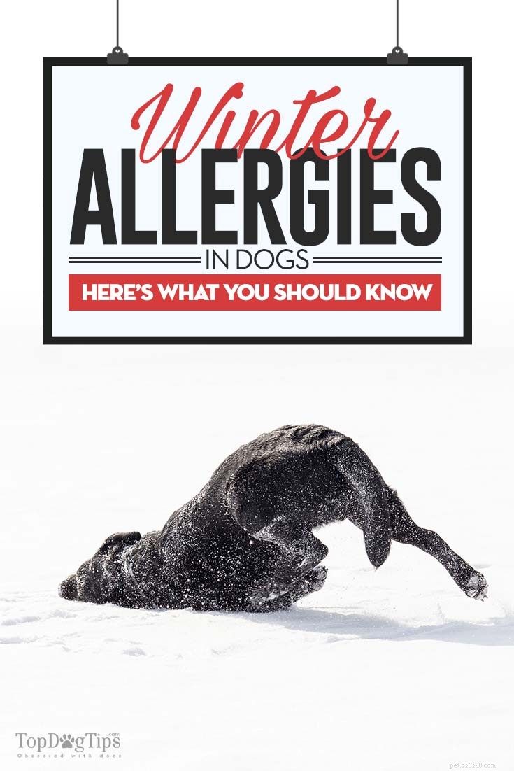 Managing Winter Allergies in Dogs: Symptoms, Causes, and Effective Treatments