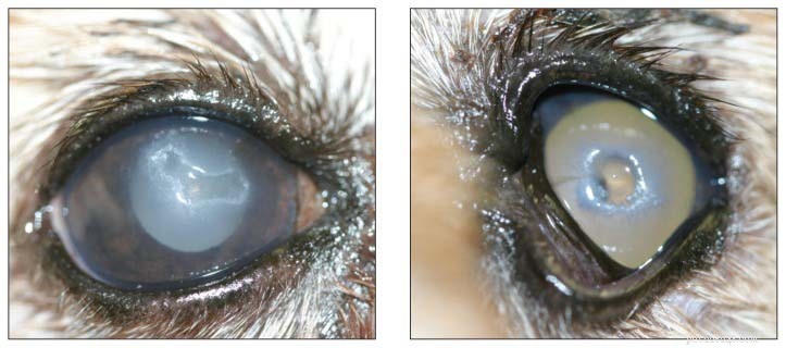 Lenticular Sclerosis in Dogs: Causes, Symptoms, Treatment & Nutrition Guide