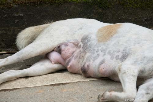 Dog Pregnancy Explained: Stages, Duration, and Care Tips for Expecting Owners