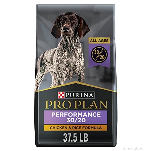 Dog Pregnancy Explained: Stages, Duration, and Care Tips for Expecting Owners