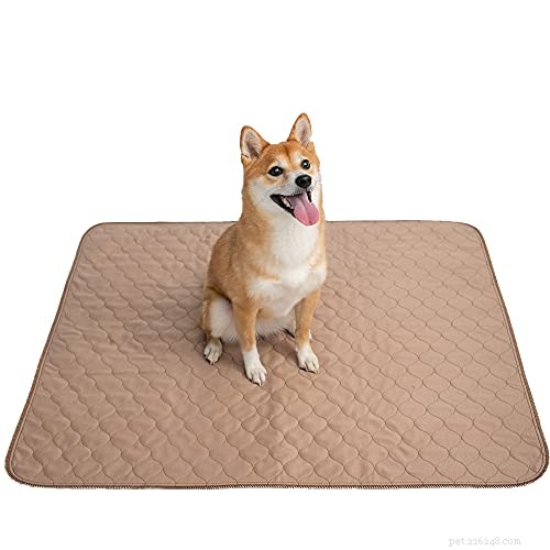 Dog Pregnancy Explained: Stages, Duration, and Care Tips for Expecting Owners