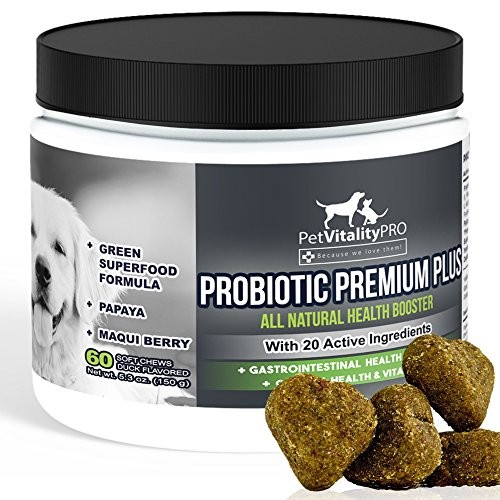 Top 10 Science-Backed Benefits of Probiotics for Your Dog