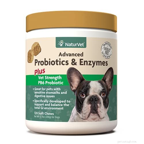 Top 10 Science-Backed Benefits of Probiotics for Your Dog