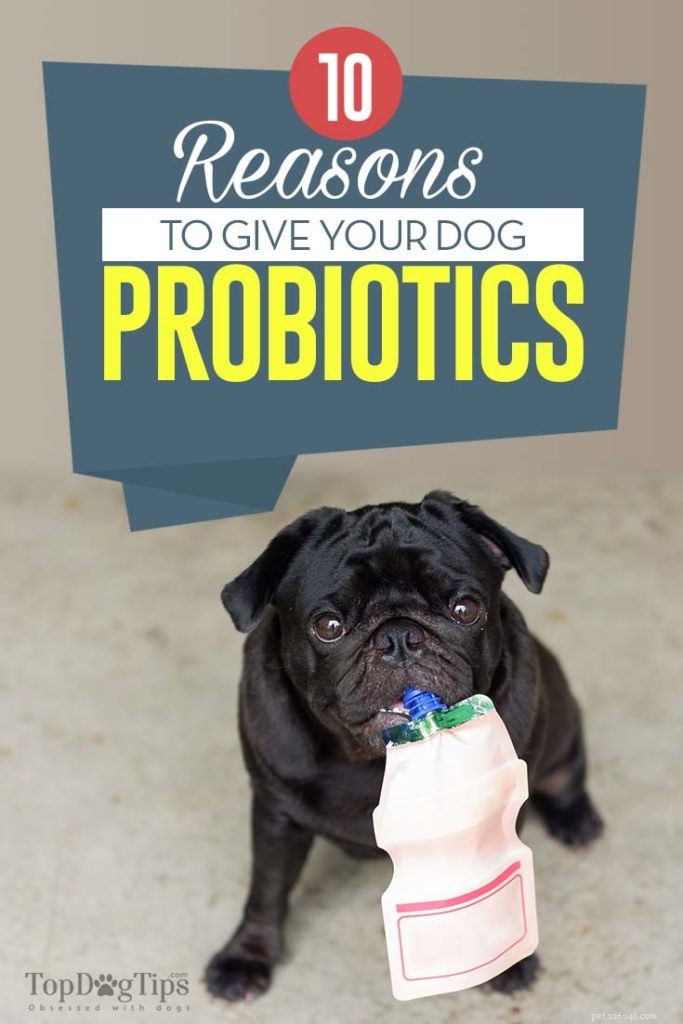 Top 10 Science-Backed Benefits of Probiotics for Your Dog
