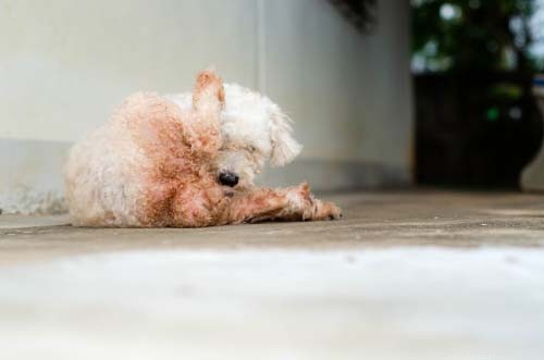 5 Embarrassing Dog Health Issues Every Owner Should Know