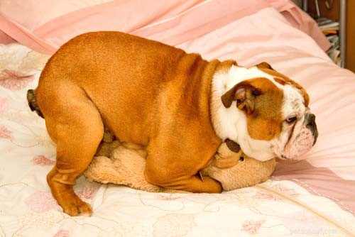 5 Embarrassing Dog Health Issues Every Owner Should Know