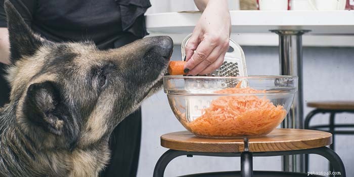 Understanding & Treating Vitamin Deficiencies in Dogs: Causes & Solutions