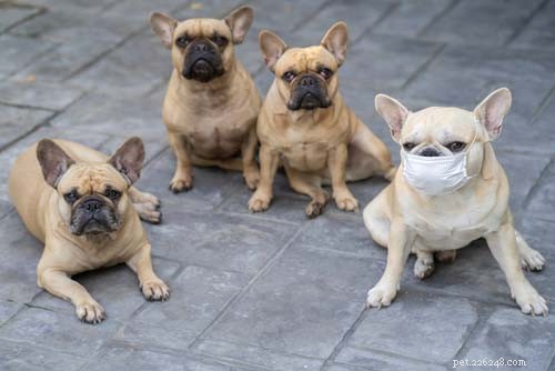 Top 11 Life‑Threatening Viral Threats in Dogs