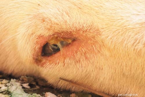 Top 11 Life‑Threatening Viral Threats in Dogs