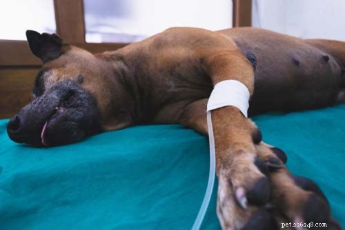 Top 11 Life‑Threatening Viral Threats in Dogs