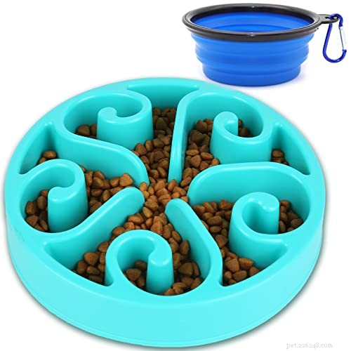 Top 5 Proven Home Remedies to Relieve Dog Gas