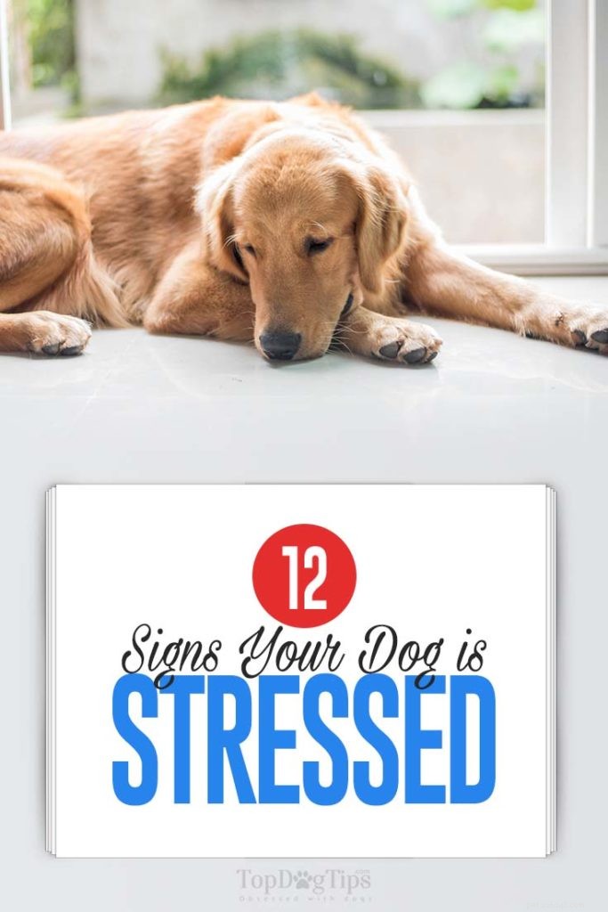12 Science-Backed Signs Your Dog Is Experiencing Stress