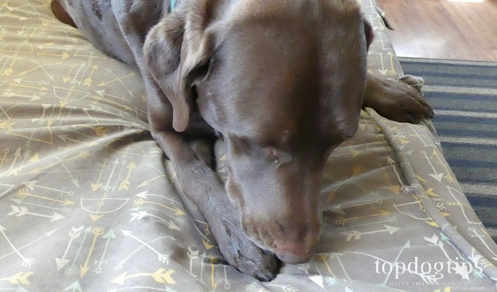 Stop Excessive Paw Licking in Dogs: Simple, Effective Solutions