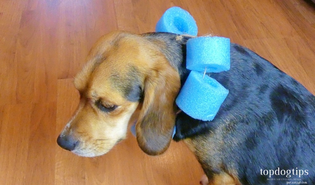 Stop Excessive Paw Licking in Dogs: Simple, Effective Solutions