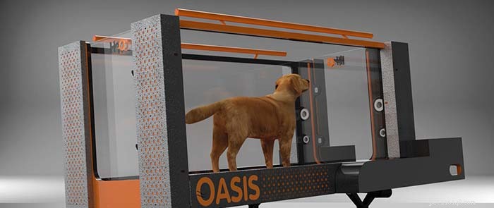 How Hydrotherapy & Underwater Treadmills Revitalize Your Dog’s Health