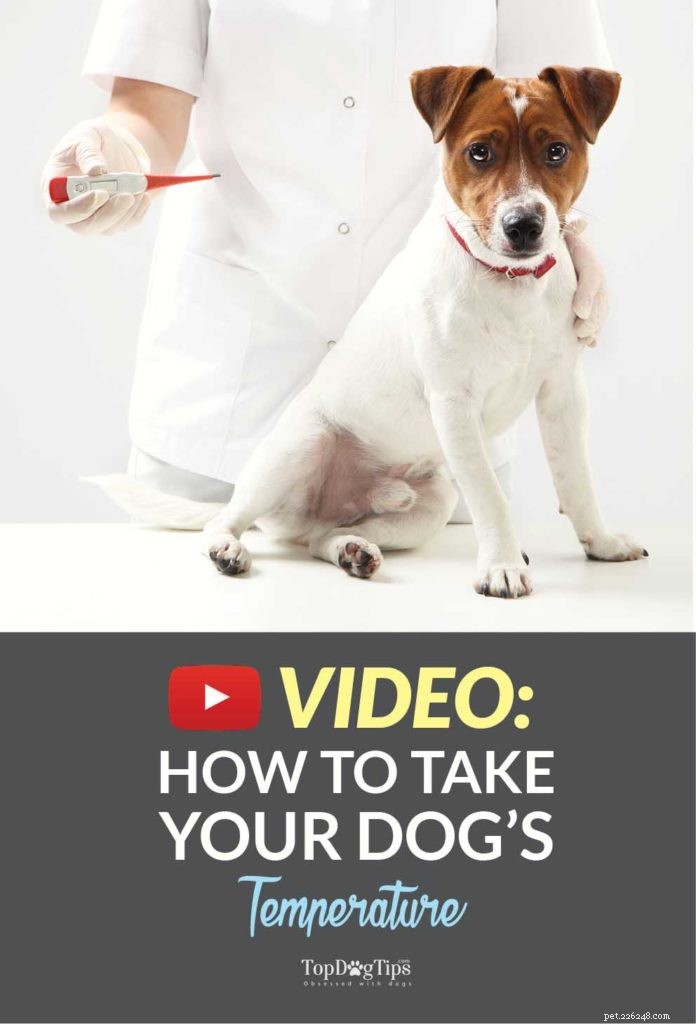 Step-by-Step Guide: Measuring Your Dog s Temperature Safely and Accurately