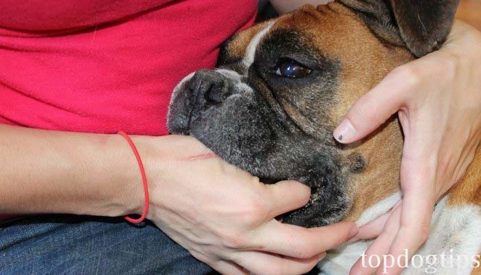 Safe & Effective Ways to Administer Medicine to Your Dog