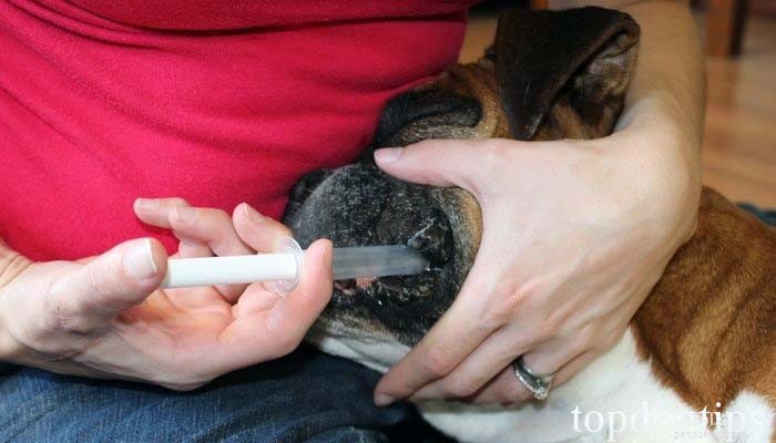 Safe & Effective Ways to Administer Medicine to Your Dog