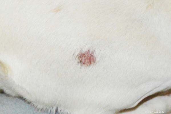 Top 4 Proven Dog Ringworm Treatments & Natural Home Remedies