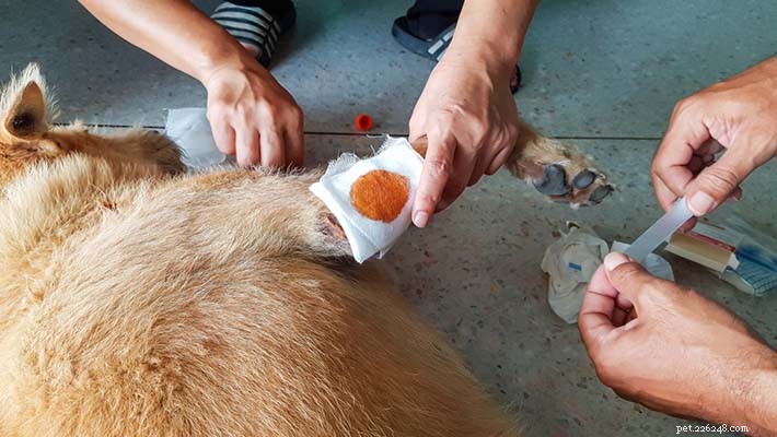 Expert Guide: Clean Your Dog s Wound Safely at Home