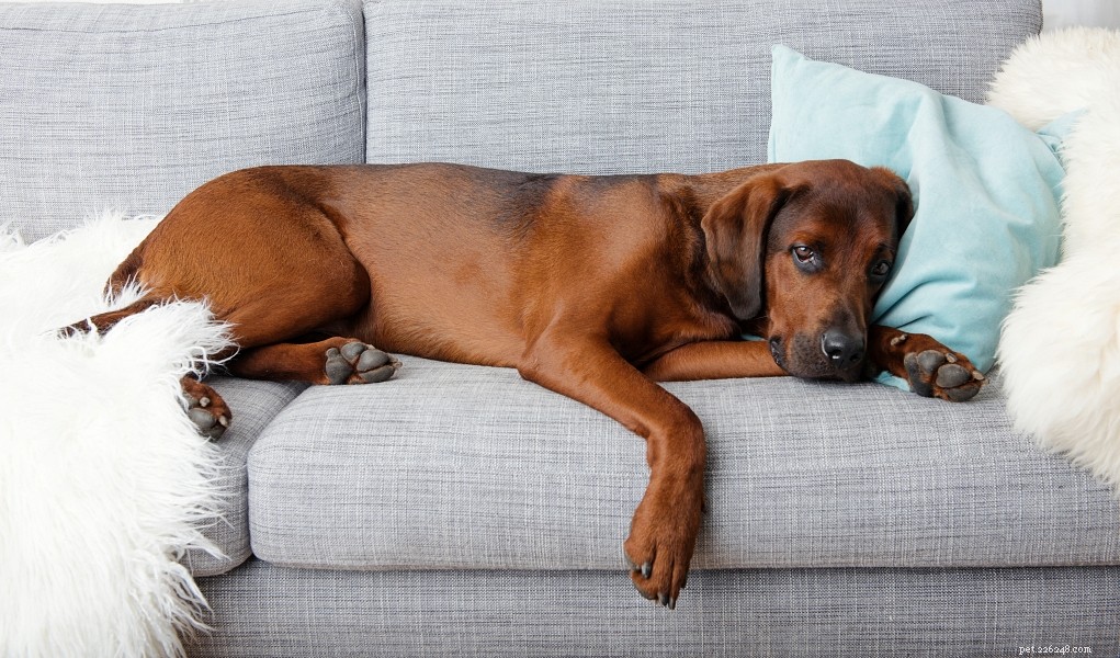Fast, Safe Ways to Relieve Your Dog’s Upset Stomach