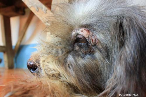 8 Most Common Autoimmune Diseases in Dogs: Symptoms, Causes, and Treatments