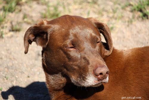 8 Most Common Autoimmune Diseases in Dogs: Symptoms, Causes, and Treatments