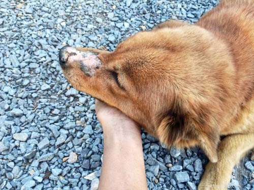 8 Most Common Autoimmune Diseases in Dogs: Symptoms, Causes, and Treatments