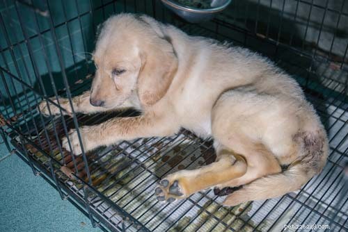 8 Most Common Autoimmune Diseases in Dogs: Symptoms, Causes, and Treatments