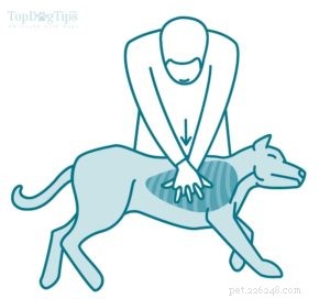 Pet Emergency: Mastering CPR for Dogs – A Step‑by‑Step Guide
