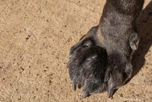 8 Most Common Autoimmune Diseases in Dogs: Symptoms, Causes, and Treatments