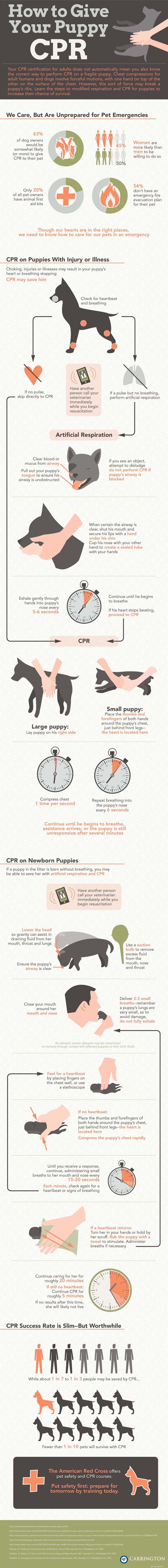 Pet Emergency: Mastering CPR for Dogs – A Step‑by‑Step Guide