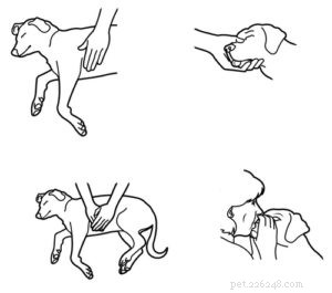Pet Emergency: Mastering CPR for Dogs – A Step‑by‑Step Guide