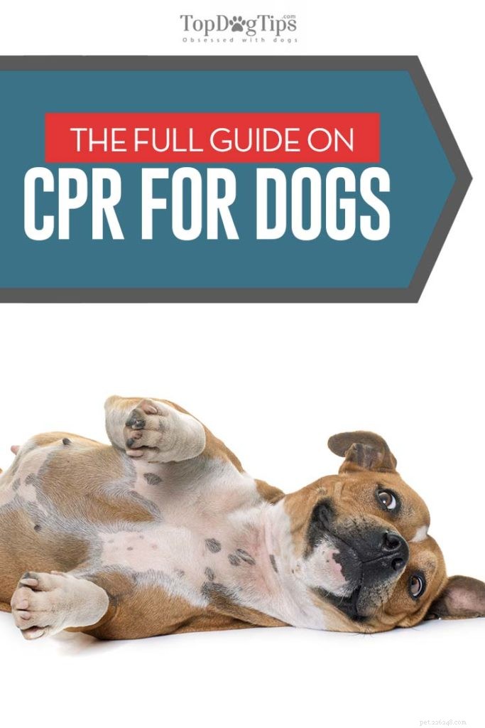 Pet Emergency: Mastering CPR for Dogs – A Step‑by‑Step Guide
