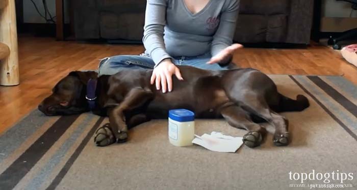 How to Safely Monitor Your Dog’s Vital Signs for Early Health Detection
