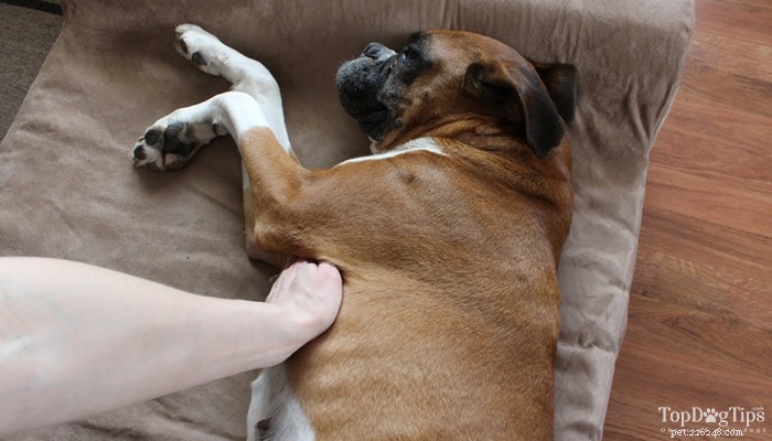 How to Safely Monitor Your Dog’s Vital Signs for Early Health Detection