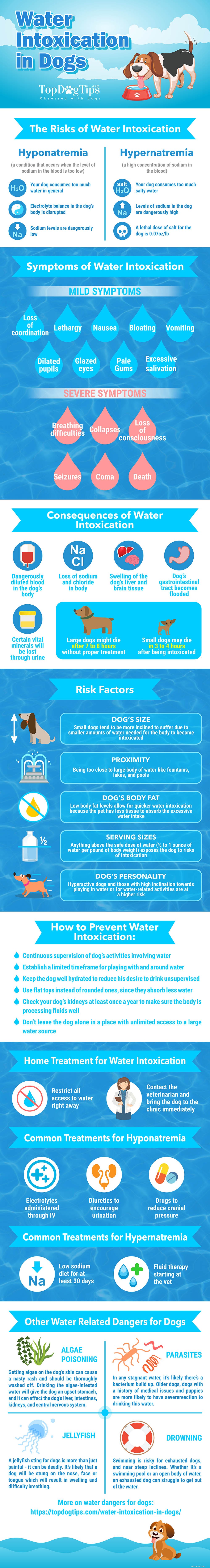 How to Identify and Treat Water Intoxication in Dogs: A Comprehensive Guide