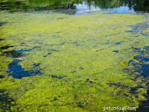 How to Identify and Treat Water Intoxication in Dogs: A Comprehensive Guide