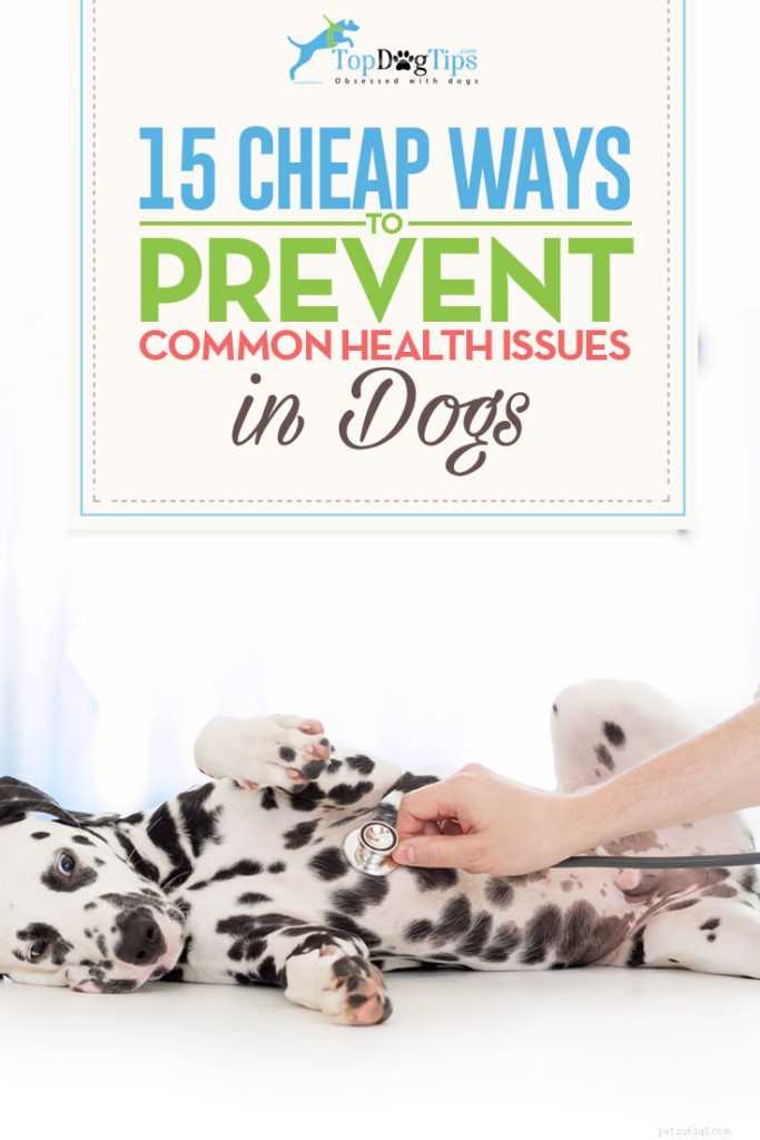 15 Affordable Strategies to Keep Your Dog Healthy and Avoid Common Illnesses