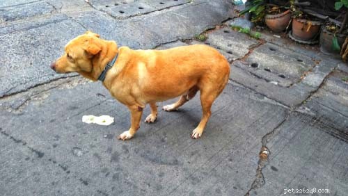 The 10 Most Common Digestive Problems in Dogs: What to Watch For