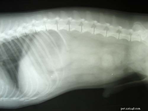 The 10 Most Common Digestive Problems in Dogs: What to Watch For